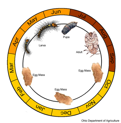 Graphic illustrates lifecycle of the spongy moth. Annually, April through May the spongy moth is in the larval stage, followed by pupa in July. In August the adult spongy moth is seen, before laying egg masses in September and October. Egg masses remain on trees through March and April when the cycle repeats itself. 